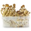 FRESH MUSHROOMS GROW KIT 'ECUADOR' - Image 6