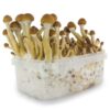 FRESH MUSHROOMS GROW KIT 'ECUADOR' - Image 4