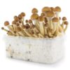 FRESH MUSHROOMS GROW KIT 'ECUADOR' - Image 3