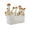 FRESH MUSHROOMS GROW KIT 'GOLDEN TEACHER' - Image 4