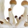 FRESH MUSHROOMS GROW KIT 'GOLDEN TEACHER' - Image 3