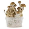 FRESH MUSHROOMS GROW KIT 'MCKENNAII' - Image 3